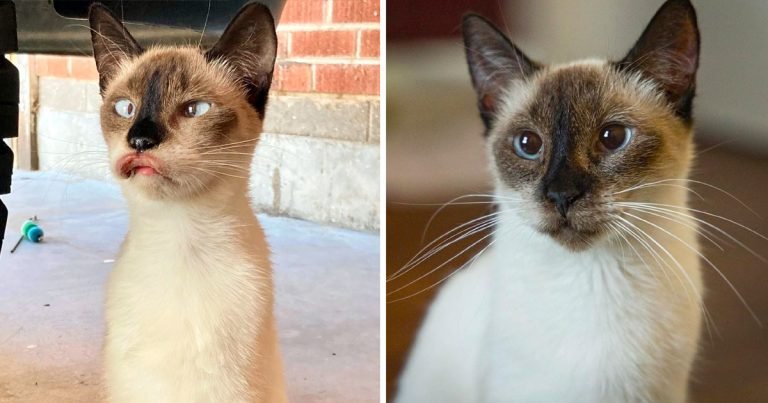 Gata aspecto único cambia conocer nueva mamá