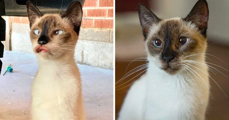 Gata aspecto único cambia conocer nueva mamá