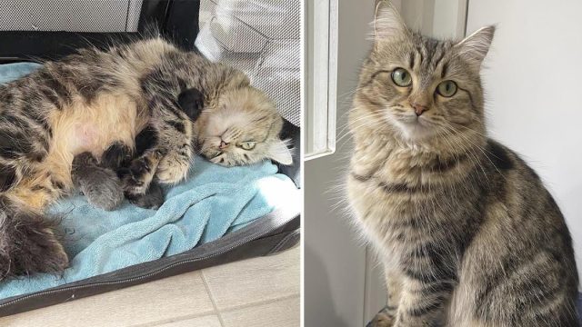 Gata embarazada dejada en la calle por su familia, es acogida por personas amables