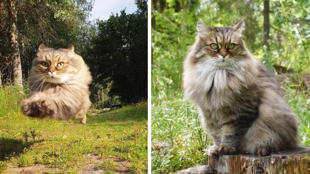 Gata esponjosa corre guepardo gana papa