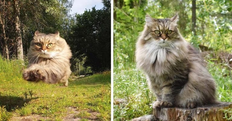 Gata esponjosa corre tan rápido como un guepardo y le gana a su papá en cada carrera