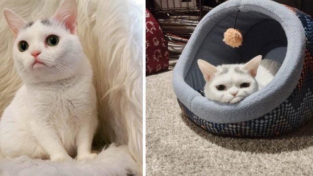 Gatita con el "ceño fruncido" parece que no quisiera a nadie, pero está llena de amor