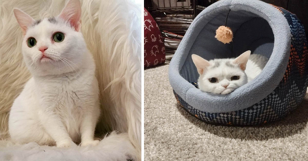 Gatita con el "ceño fruncido" parece que no quisiera a nadie, pero está llena de amor