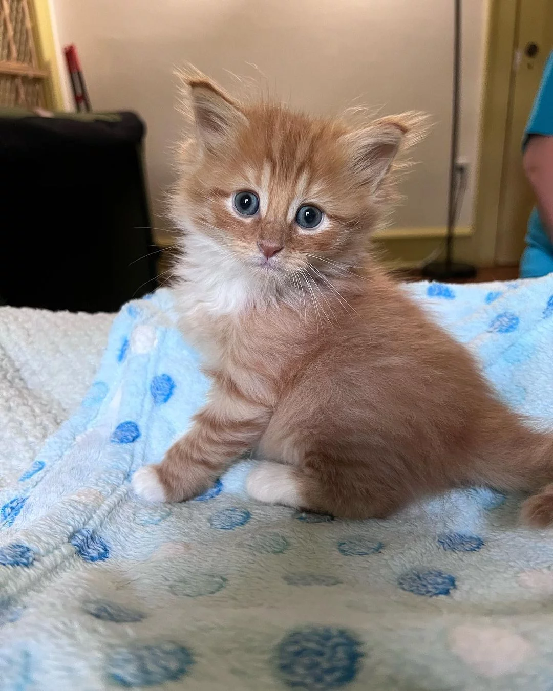 Gatito atigrado naranja