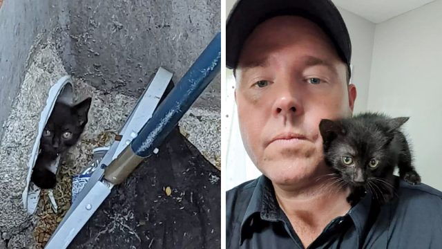 Gatito atrapado ve al bombero que vino a salvarlo y se enamora de inmediato