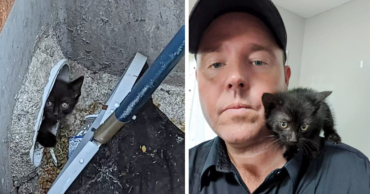 Gatito atrapado ve al bombero que vino a salvarlo y se enamora de inmediato