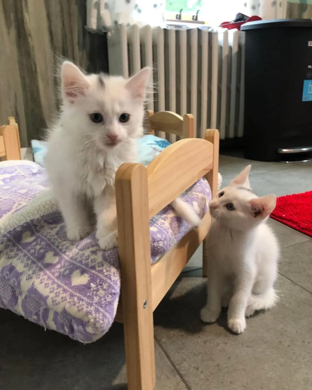 Gatito blanco y esponjoso