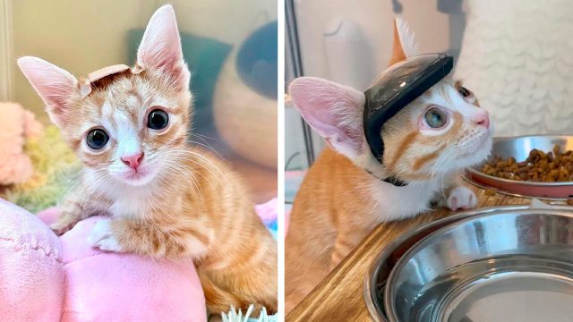 Gatito con necesidades especiales siempre usa una curita en la cabeza