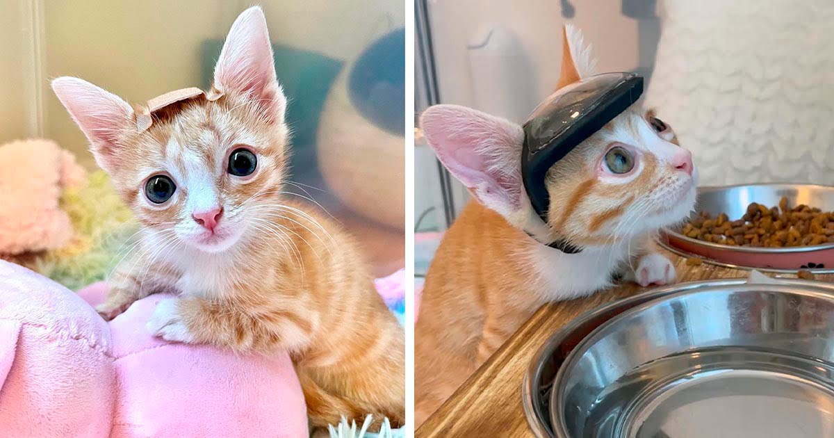 Gatito con necesidades especiales siempre usa una curita en la cabeza