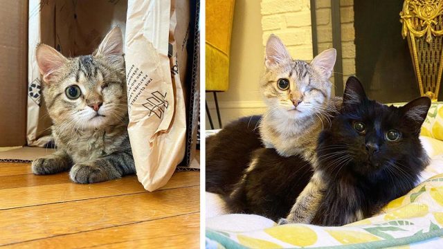 Gatito con un solo ojo queda con una adorable sonrisa y es feliz de nuevo