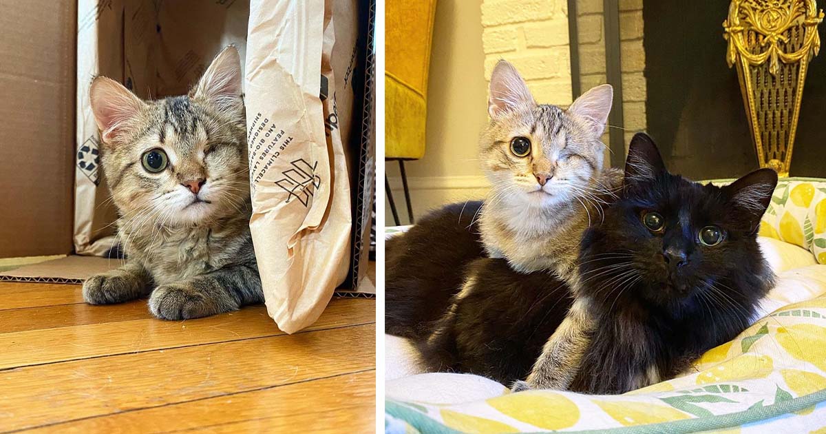 Gatito con un solo ojo queda con una adorable sonrisa y es feliz de nuevo