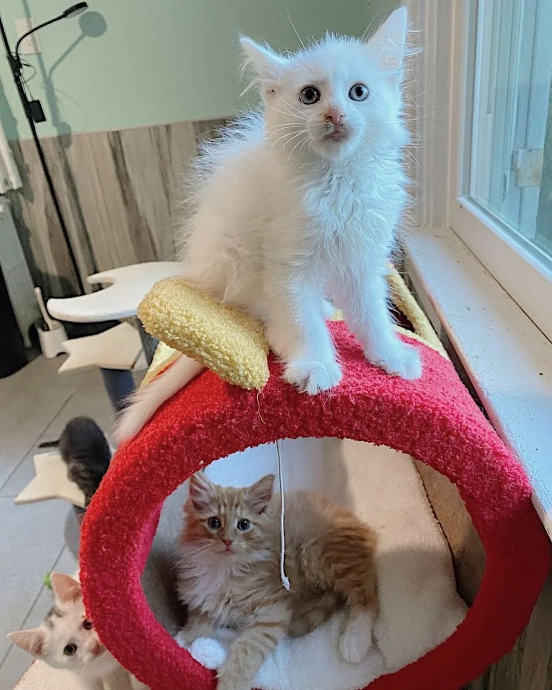 Gatitos de diferentes camadas