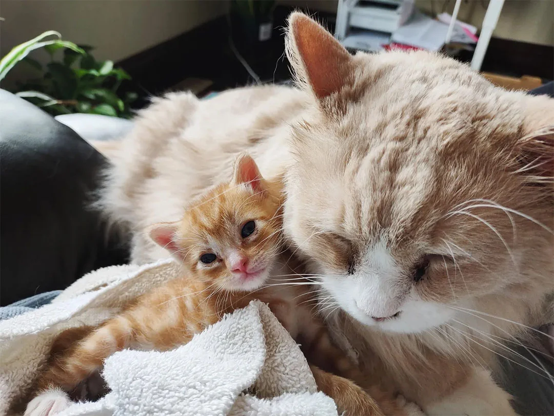 Gato cuida gatito