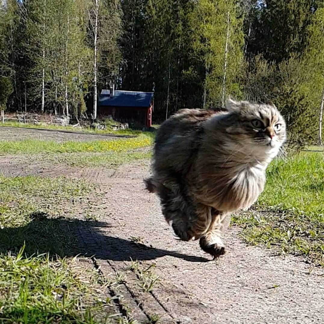 Gato esponjoso corre tan rápido como un guepardo