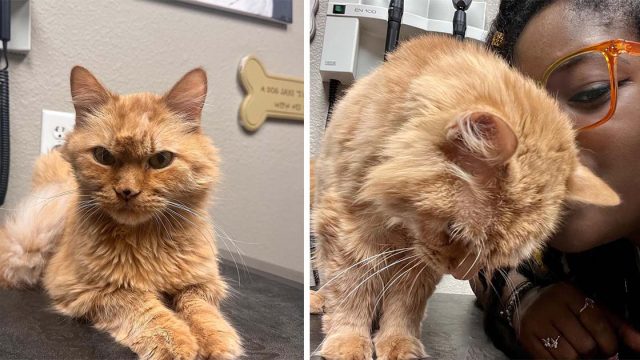 Gato mayor a punto de ser sacrificado le pide a una amable mujer que lo salve