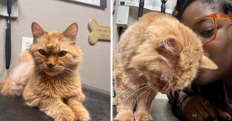 Gato mayor a punto de ser sacrificado le pide a una amable mujer que lo salve