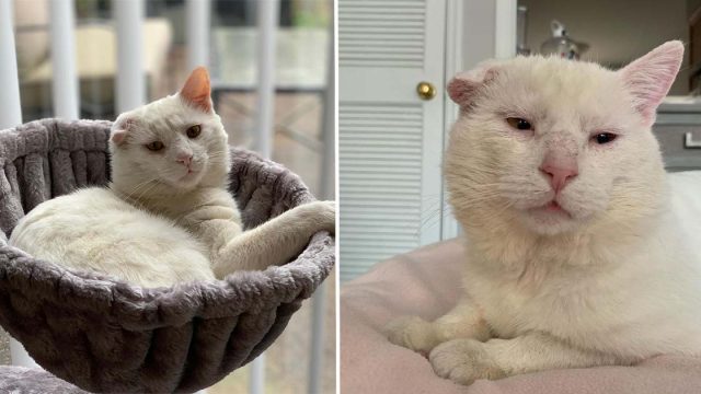 Gato se sube al regazo de una mujer y decide elegirla después de haber vagado durante mucho tiempo