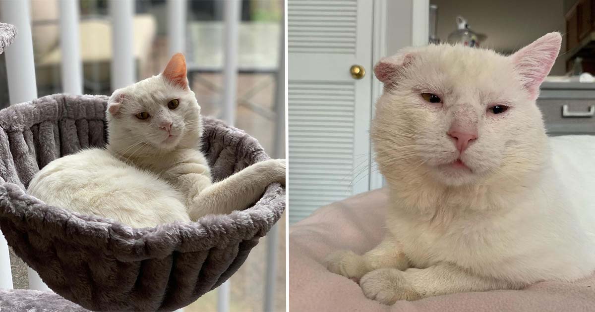 Gato se sube al regazo de una mujer y decide elegirla después de haber vagado durante mucho tiempo