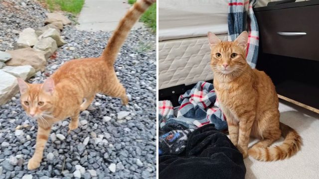 Gato viaja 40 millas para encontrar a su familia