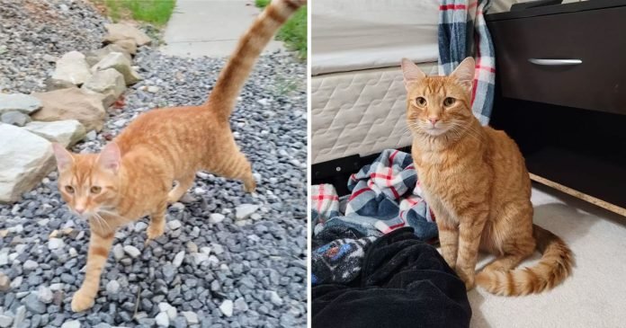 Gato viaja 40 millas para encontrar a su familia