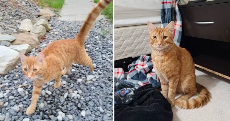 Gato viaja 40 millas en dos meses para encontrar a la familia que perdió en una mudanza