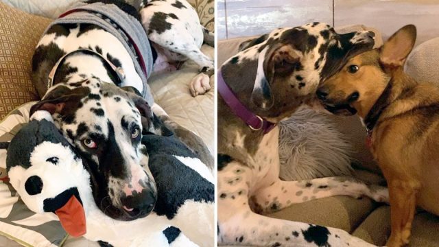 Gran danés demuestra amor metiendo cabeza otros perros boca