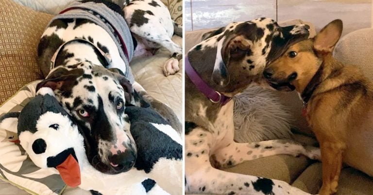 Gran danés demuestra amor metiendo cabeza otros perros boca