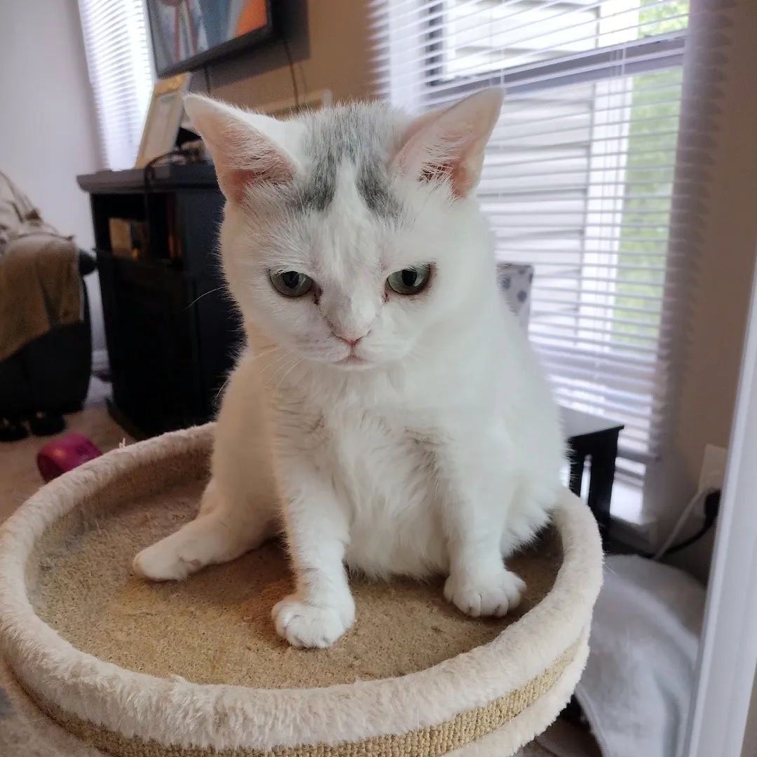 Hermosa gatita blanca