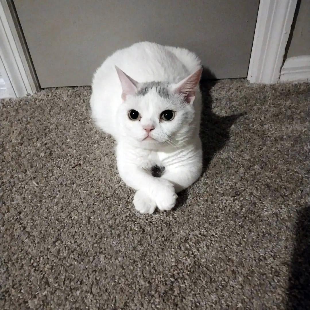 Gatita con el "ceño fruncido" parece que no quisiera a nadie, pero está llena de amor 7 Hermosa gatita esponjosa