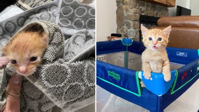 Hombre escucha un gatito en el motor de una excavadora y hace todo lo posible para sacarlo