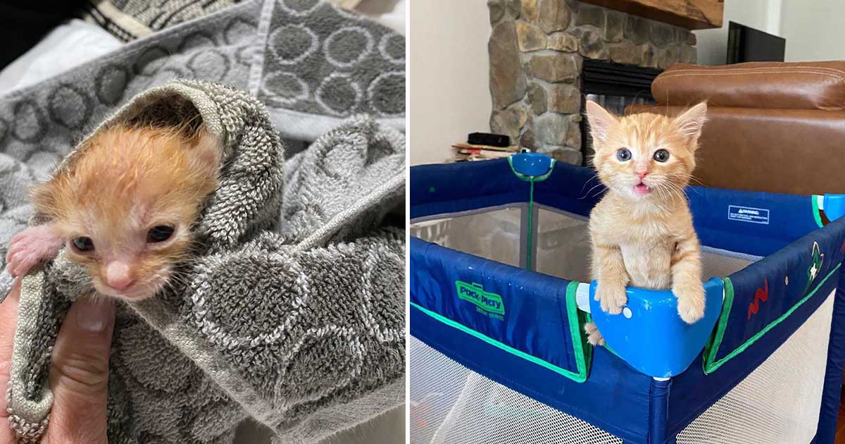Hombre escucha un gatito en el motor de una excavadora y hace todo lo posible para sacarlo