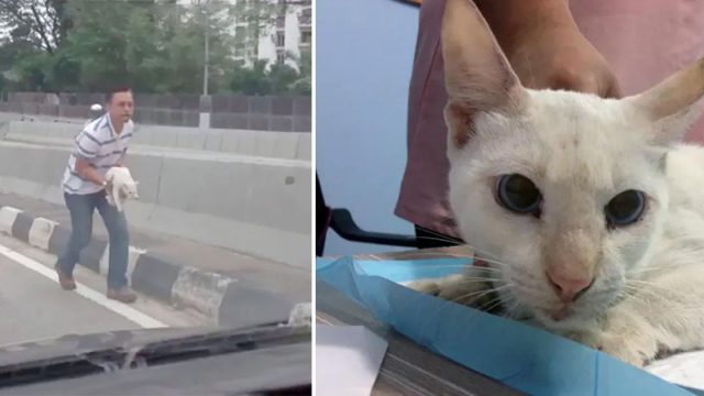 Hombre salva a un gato abandonado en medio de una concurrida carretera
