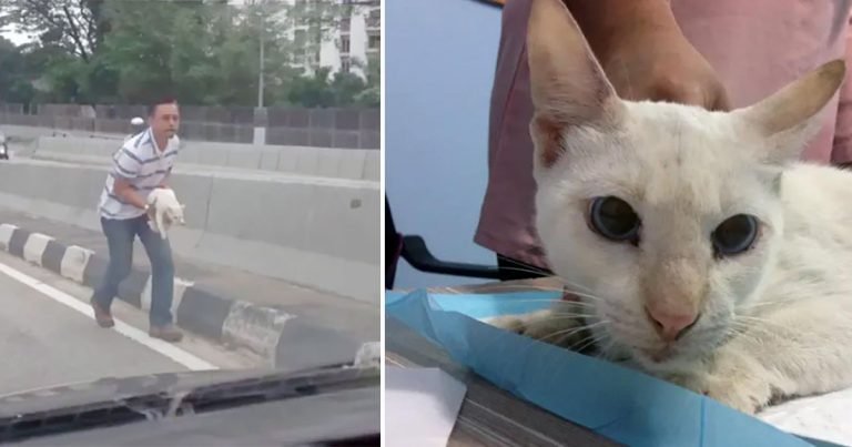 Hombre salva a un gato abandonado en medio de una concurrida carretera