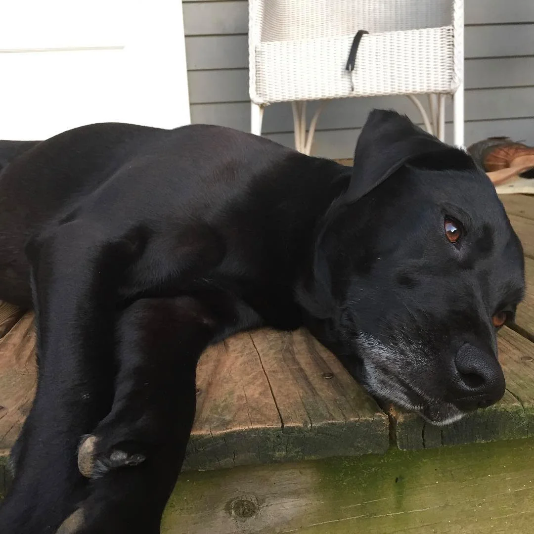 Cierva salvaje forma la amistad más dulce con un perro y lo visita a menudo 1 Huey