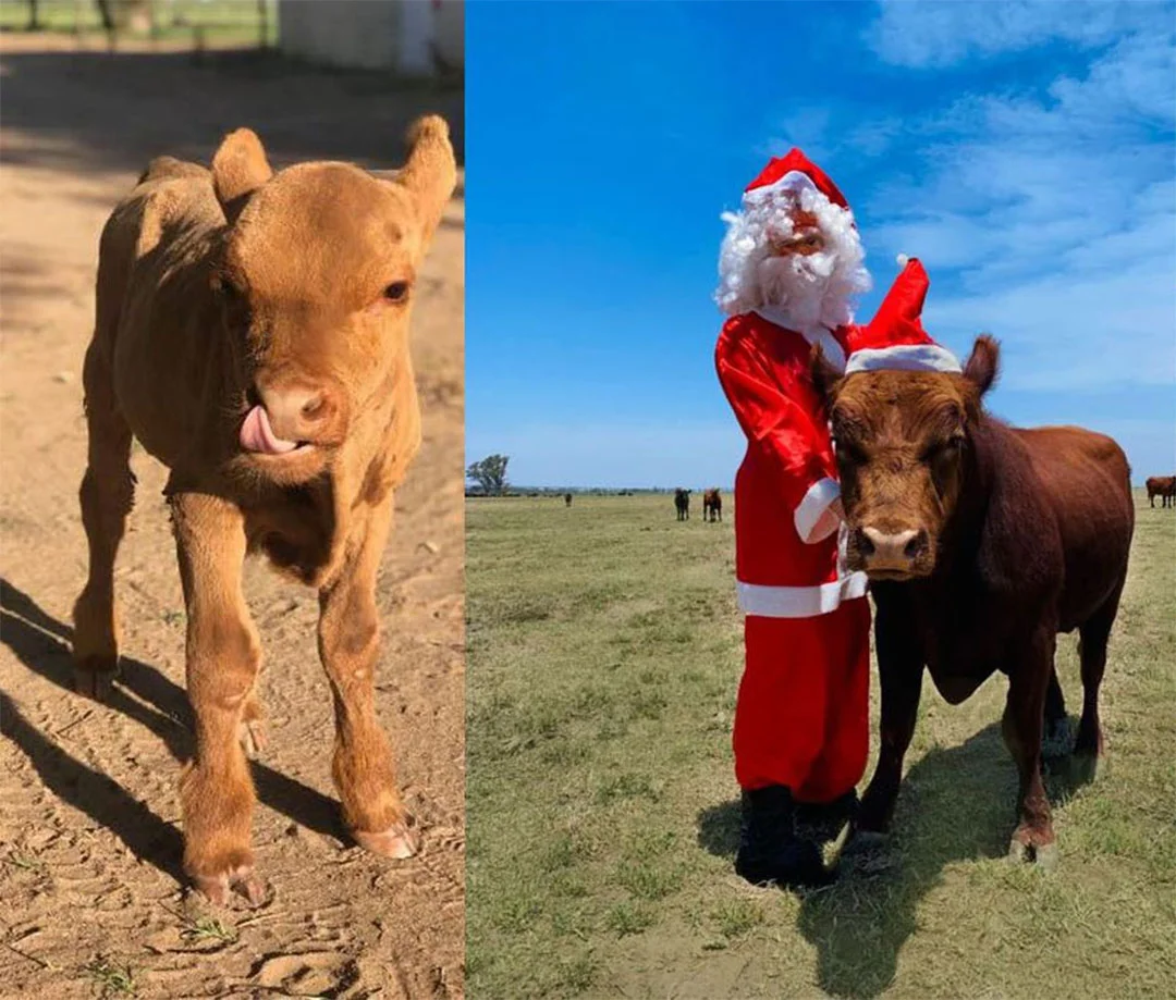 Josi antes y después