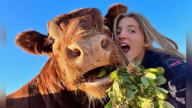 Joven rescata ternero convierte enorme toro