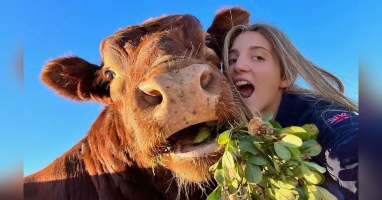 Joven rescata ternero convierte enorme toro
