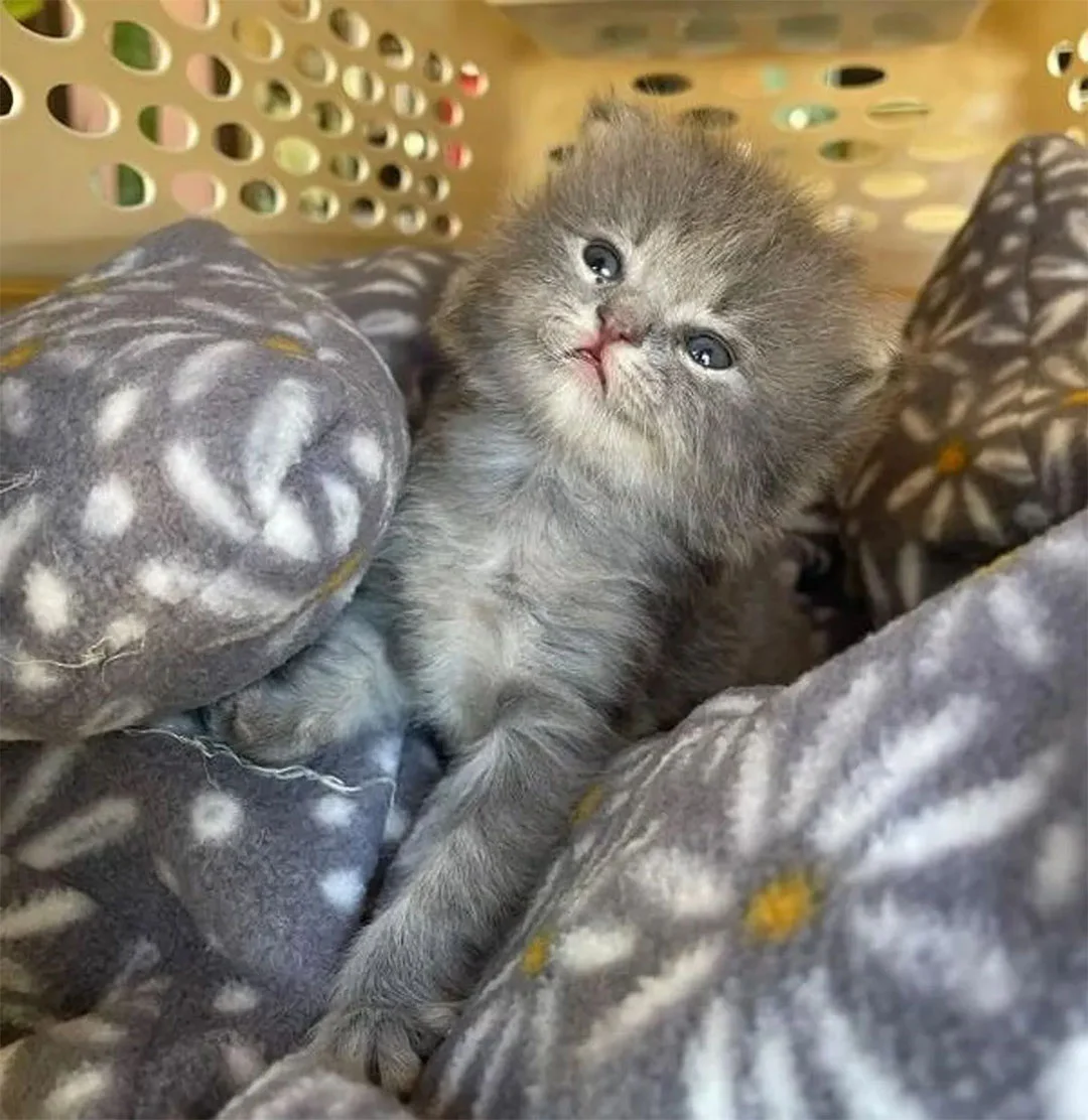 Lavender gatita