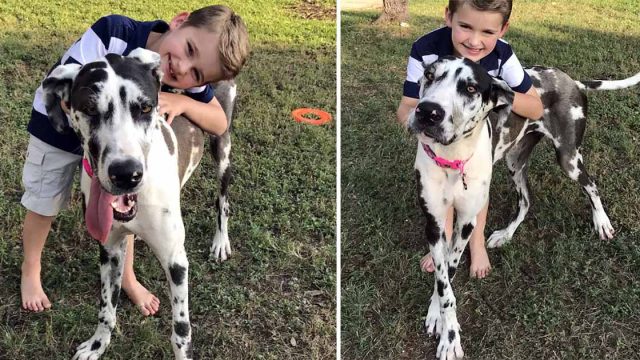 Niño engaña a sus padres para que adopten al perro más grande del refugio