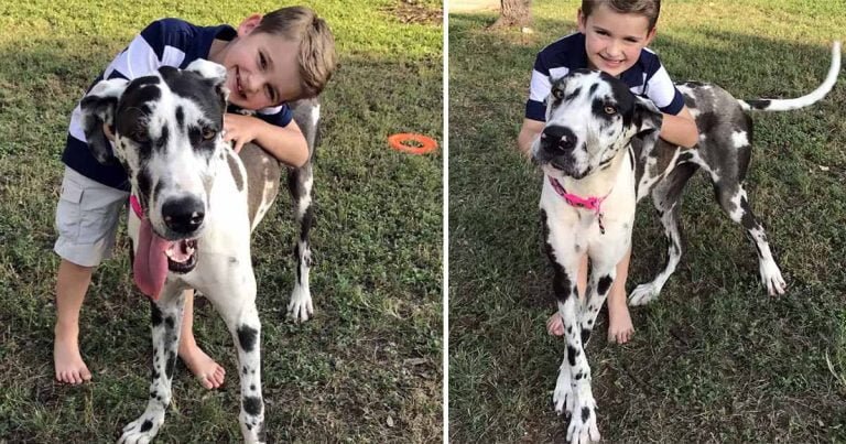 Niño engaña a sus padres para que adopten al perro más grande del refugio