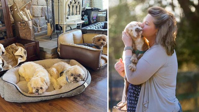 Pareja cuida perros al final de sus vidas brindándoles amor incondicional
