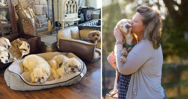Pareja cuida perros al final de sus vidas brindándoles amor incondicional