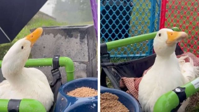Pato rescatado feliz experimentar lluvia primera vez