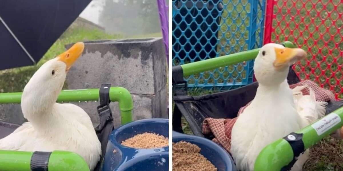 Pato rescatado feliz experimentar lluvia primera vez