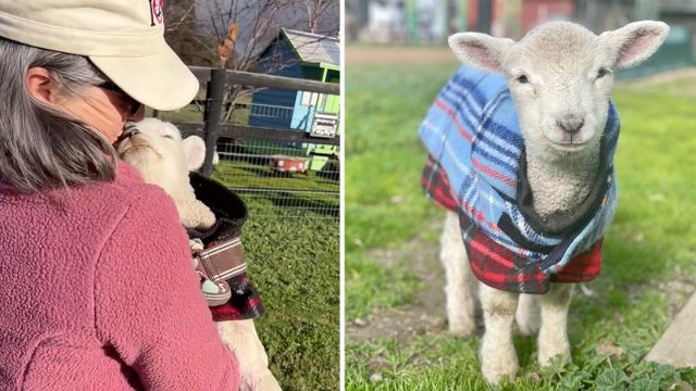 Pequeña oveja rescatada exige besos abrazos