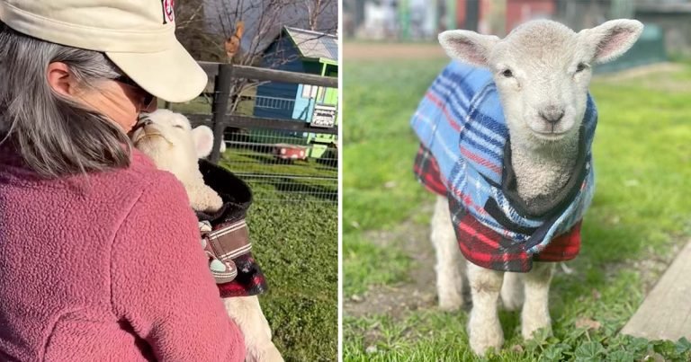 Pequeña oveja rescatada exige besos y abrazos de su salvadora todos los días