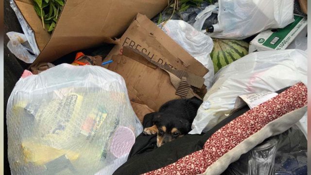 Pequeño perrito encontrado abandonado basurero