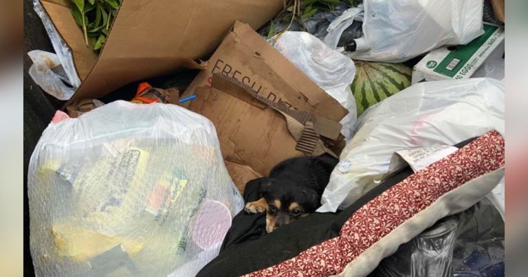 Pequeño perrito encontrado abandonado basurero