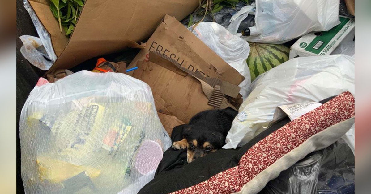 Pequeño perrito encontrado abandonado basurero