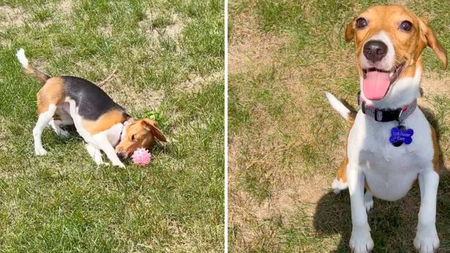 Perrita beagle rescatada conoce hierba primera vez